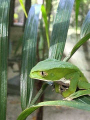 Phyllomedusa burmeisteri