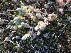 Petrosedum