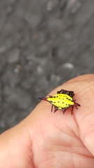 Gasteracantha sauteri