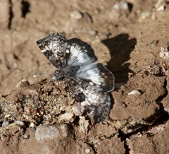 Chiomara georgina