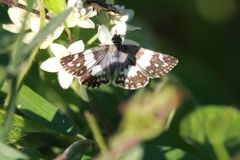 Heliopetes domicella