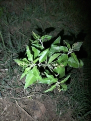 Croton bonplandianus