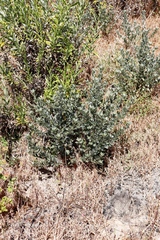 Podalyria sericea