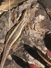Liolaemus chiliensis