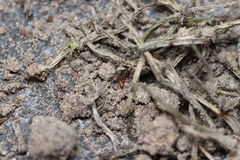 Ostearius melanopygius