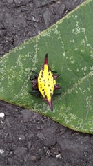 Gasteracantha sauteri