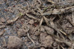 Ostearius melanopygius