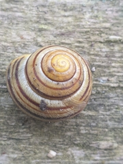 Cepaea hortensis