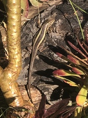 Liolaemus chiliensis