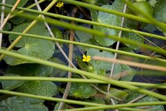 Nymphoides thunbergiana