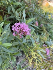 Centranthus ruber