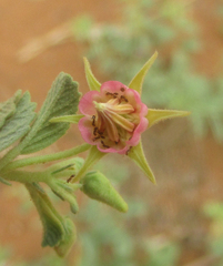 Hermannia tomentosa