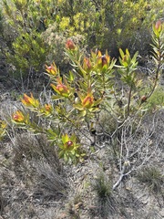 Leucadendron