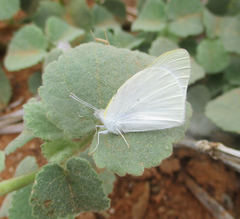 Teracolus agoye agoye