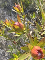 Leucadendron