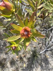 Leucadendron