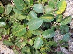 Ficus tinctoria