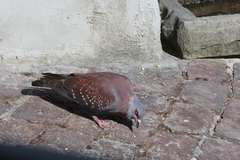 Columba guinea