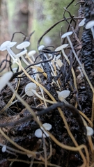 Strobilurus conigenoides