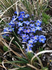 Eritrichium argenteum