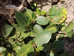 Ficus tinctoria