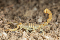 Parabuthus brevimanus