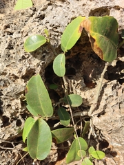 Ficus tinctoria