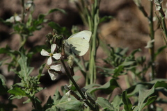 Pieris rapae rapae