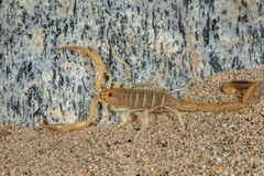 Uroplectes schlechteri