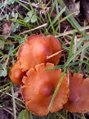 Cortinarius