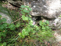 Pelargonium zonale