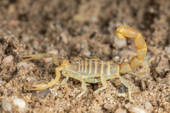 Parabuthus brevimanus