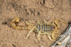 Parabuthus brevimanus