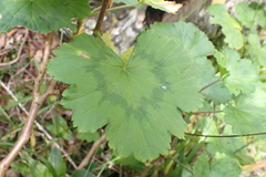 Pelargonium zonale