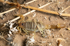 Parabuthus brevimanus