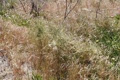 Aspalathus hispida hispida