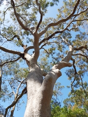 Angophora costata