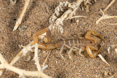 Uroplectes schlechteri