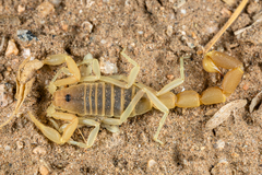 Parabuthus brevimanus