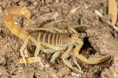 Parabuthus brevimanus