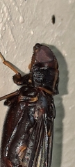 Atractocerus brasiliensis