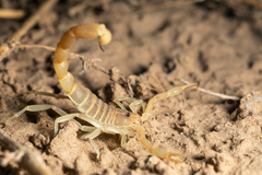 Parabuthus brevimanus