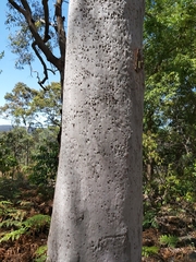 Angophora costata