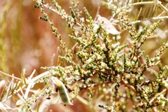 Aspalathus hispida hispida