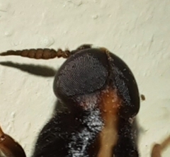 Atractocerus brasiliensis