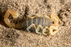 Parabuthus brevimanus