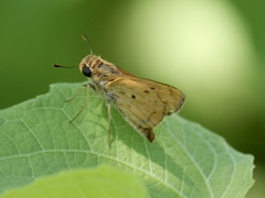 Hylephila phyleus phyleus