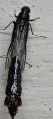 Atractocerus brasiliensis