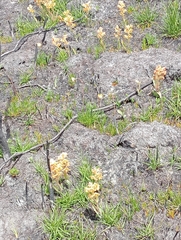 Pterygodium acutifolium