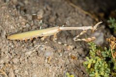 Empusa binotata